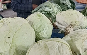 Darende'nin İlaçsız Üretilen Göyyar Lahanası Türkiye'nin Gündeminde