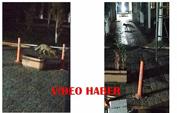 Doğada Besin Bulamayan Tilki, Battalgazi'de Siteye Kadar Geldi