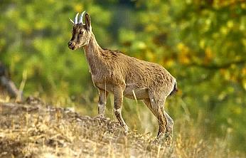 Doğanın Sessiz Tanığı Hekimhan'da Görüntülendi