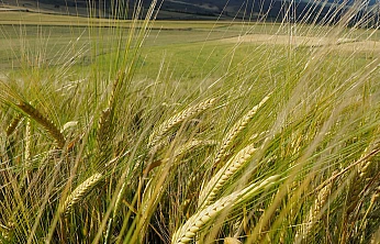 Dünya Arpa Üretimi 143 Milyon Tonu Aştı: Pazarda Üç Büyük Hâkimiyetini Koruyor