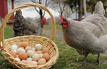 Eylülde tavuk eti üretimi arttı, yumurta üretimi azaldı