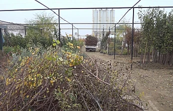 Fidancılar Krizde: Her Firma 100 Bin Fidanını Kaybetti