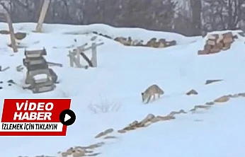 Hacolar'da Doğa Alarm Veriyor: Yaban Hayvanları Açlıkla Karşı Karşıya