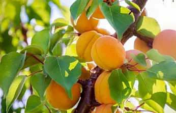 Kayısı Ağaçlarını Kışa Hazırlayın: Bordo Bulamacı Uygulaması Başlıyor