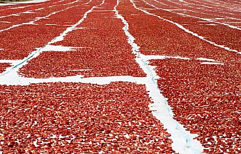 Kuru domates ihracatının yüzde 94'ü Ege Bölgesi'nden yapıldı