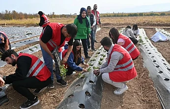 Malatya'da Çilek Üretimi İçin 40 Dekarlık Yeni Bahçeler Kurulacak