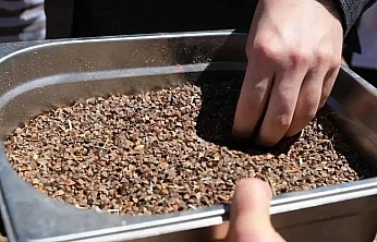 Malatya'da Karabuğday Hasadına Başlandı