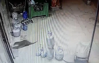 Malatya'nın Dilek Mahallesi'nde Gece Hareketliliği: Su Samuru Kaydedildi