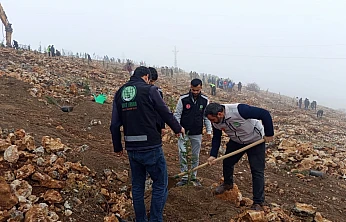 Malatya Umut Kervanı Derneği'nden Karagöz TOKİ Arkası Beydağı'nda Çam Fidanı Dikimi
