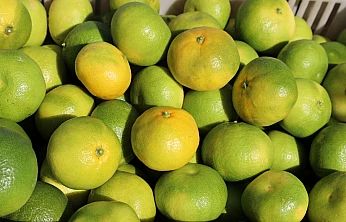 Mandalina ihracatından rekor haberi 2025 yılı bitmeden geldi