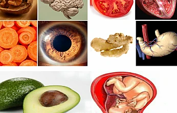 Mutfakta Şifa Var: Kalpten Beyne Organ Dostu Besinler