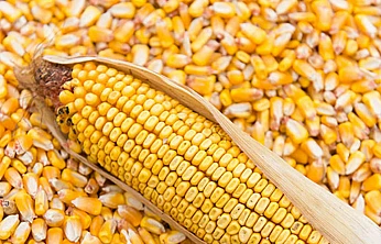 TİGEM'den 10,5 Milyon Liralık Mısır Satışı: İhale 11 Kasım'da