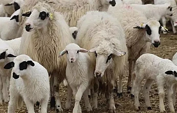 TİGEM'den 10,9 Milyon TL Bedelli Kuzu Satış İhalesi