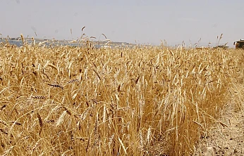 TİGEM'den Buğday İhalesi: Geçici Teminat 223 Bin 995 Lira