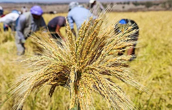 TMO Çeltik Alımlarında Randıman ve Fiyatları Netleştirdi