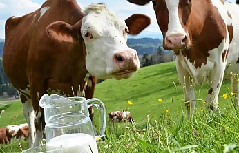 Türkiye'nin Süt Üretimi Geriledi: Ekimde 895 Bin Ton