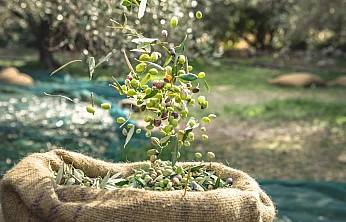 Türkiye'nin Zeytin ve Zeytinyağı Mirası Fotoğraf Karelerine Taşınıyor