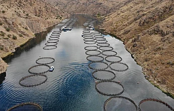 Üç İlde Baraj Gölleri Alabalık Üretimine Açılıyor