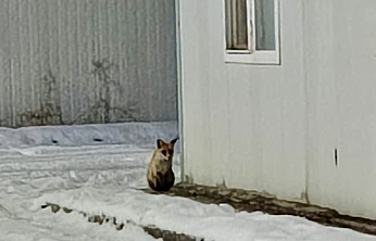 Yaban Hayvanları Kış Şartlarıyla Mücadele Ediyor