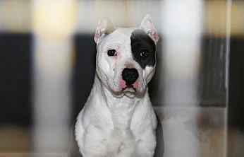 Yargıtay'dan pitbull cinsi köpek için emsal karar