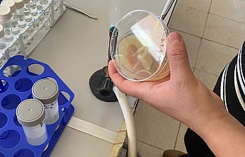 Yeni Araştırma: H. malatyanum Türünün Biyolojik Aktivitesi H. perforatum'dan Daha Yüksek