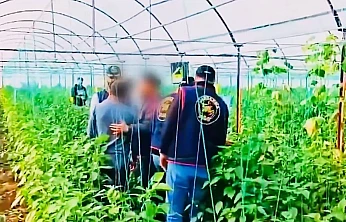 Yerlikaya: 7 yıllık cinayet firarisi sera bahçesinde yakalandı