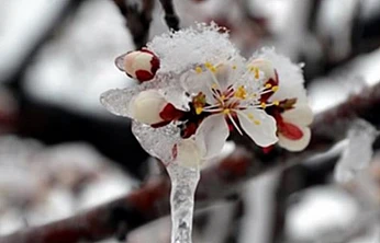 zirai don desteği bugün hesaplara aktarılıyor