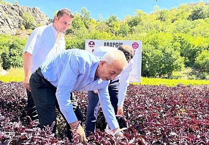 Mor Reyhan Hasadıyla Arapgir'de Kültür ve Ekonomi Buluştu