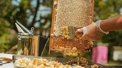 Türk Balı Dünya Pazarında Güvenilirliğini Kanıtladı