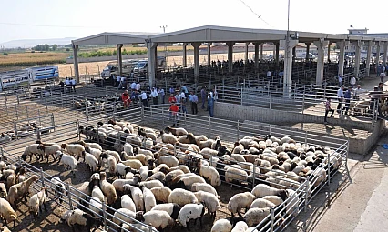 Buzağı, Malak, Kuzu ve Oğlak Destekleme İcmalleri Askıda