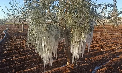 Çiftçiye Devlet Güvencesi: 2026'da Don, Kuraklık ve Afetler TARSİM Kapsamında