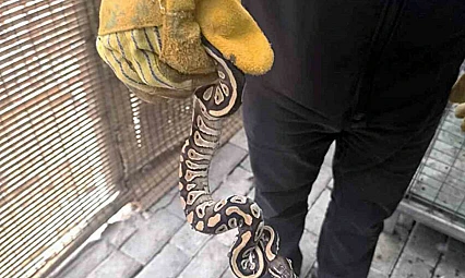 Polis Şaştı Kaldı: Cebinden Mini Piton Çıktı