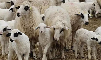 TİGEM'den 10,9 Milyon TL Bedelli Kuzu Satış İhalesi