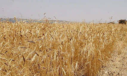 TİGEM'den Buğday İhalesi: Geçici Teminat 223 Bin 995 Lira