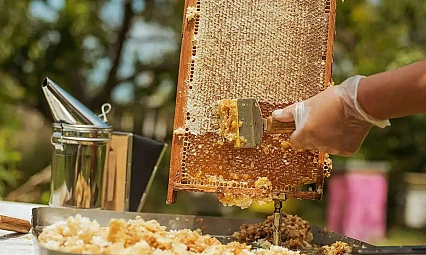 Türk Balı Dünya Pazarında Güvenilirliğini Kanıtladı