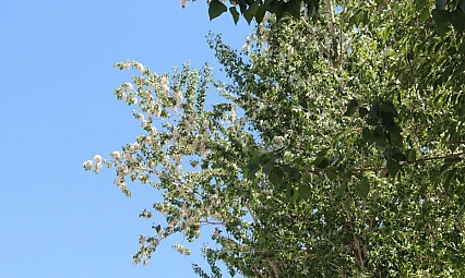 Uzmanlardan Bahar Alerjilerine Karşı Uyarı