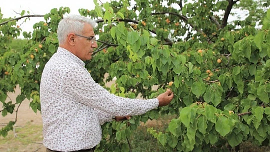 Ulusal Battalgazi Kayısı Hasadı Fotoğraf Yarışması Maratonu Sonuçlandı