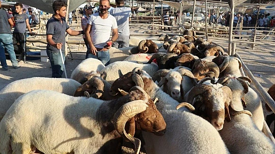 2020 Yılı Kurban Uygulanmasına Dair Tebliğ Yayımlandı