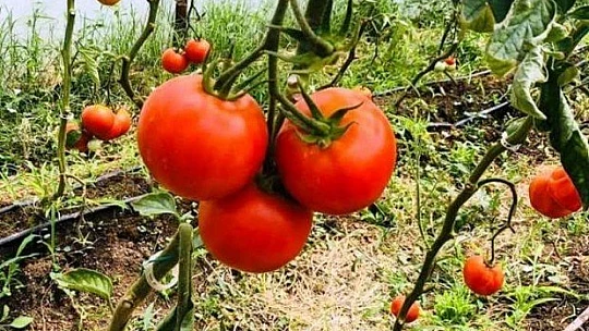 Verimli Topraklarımızdan Bereketli Ürünler Topluyoruz