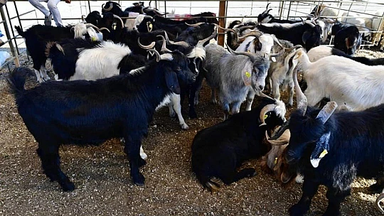 Başkan Çınar, Canlı Hayvan Pazarı, Bölge Ekonomisinin Mihenk Taşıdır