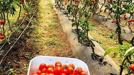 Verimli Topraklarımızdan Bereketli Ürünler Topluyoruz