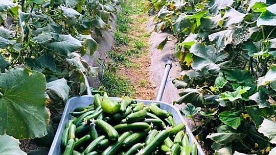 Verimli Topraklarımızdan Bereketli Ürünler Topluyoruz