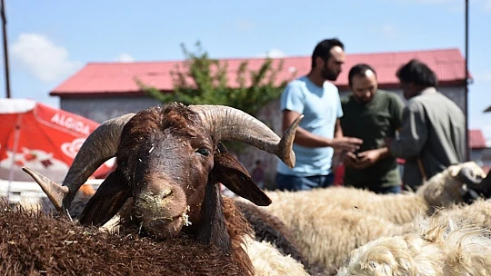 2020 Yılı Kurban Uygulanmasına Dair Tebliğ Yayımlandı