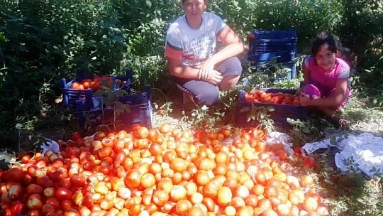 Verimli Topraklarımızdan Bereketli Ürünler Topluyoruz