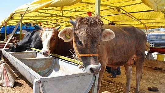 2020 Yılı Kurban Uygulanmasına Dair Tebliğ Yayımlandı