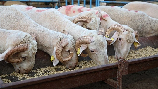 2020 Yılı Kurban Uygulanmasına Dair Tebliğ Yayımlandı