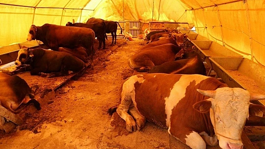 2020 Yılı Kurban Uygulanmasına Dair Tebliğ Yayımlandı