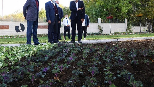 25 Bin Kök Süs Bitkisinin Dikimi Yapılıyor