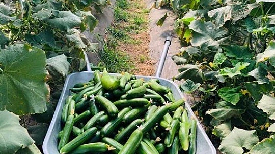 Çınar, İyi Tarım Uygulamalarını Farklı Projelerimizle Destekliyoruz