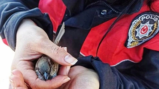 Kanadı Kırık Serçe'ye Müdahale